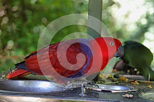 Eclectus parrot (eclectus roratus)