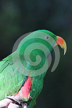 An eclectus parrot (Eclectus roratus