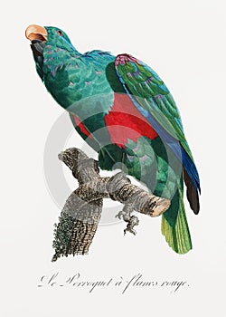 The Eclectus Parrot, Eclectus roratus photo