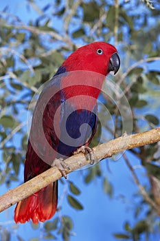 ECLECTUS PARROT eclectus roratus, FEMALE STANDING ON BRANCH