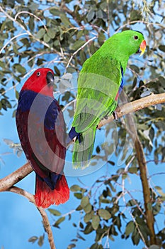Eclectus Parrot, eclectus roratus, Male with Female standing on Branch