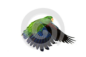 Eclectus Parrot, eclectus roratus, Male in Flight against White Background