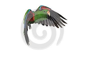 Eclectus Parrot, eclectus roratus, Male in Flight against White Background