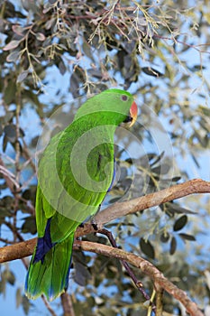 ECLECTUS PARROT eclectus roratus, MALE STANDING ON BRANCH