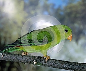 Eclectus Parrot, eclectus roratus, Male standing on Branch