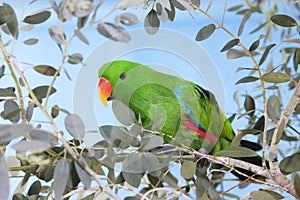 Eclectus Parrot, eclectus roratus, Male standing on Branch