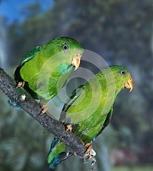 ECLECTUS PARROT eclectus roratus, MALES STANDING ON BRANCH