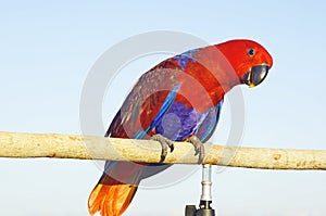 The eclectus parrot Eclectus roratus is a parrot native to the Solomon Islands,  New Guinea, Australia.