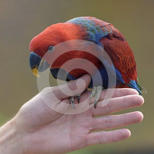 Eclectus parrot, Eclectus roratus, a parrot native to the Solomon Islands, Sumba, New Guinea and nearby islands, northeastern