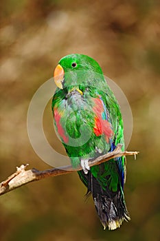 Eclectus Parrot, Eclectus roratus polychloros, green and red parrot sitting in the branch, clear brown background, bird in the nat