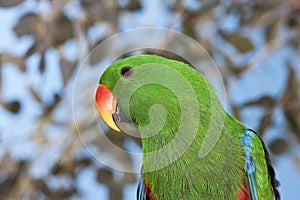 ECLECTUS PARROT eclectus roratus, PORTAIT OF MALE