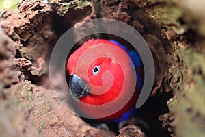 Eclectus Parrot in hollow of tree, colorful Australian wildlife