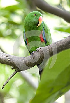 Eclectus parrot male green parrot bird, indonesia