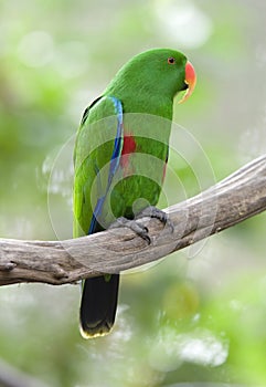 Eclectus parrot male green parrot bird, indonesia