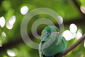 The eclectus parrot Nuri Bayan Cleaning Fur