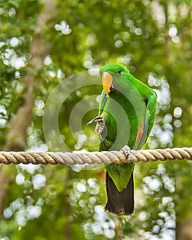 Eclectus parrot, QLD, Australia