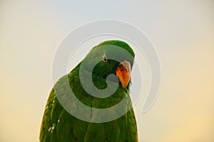 Eclectus parrot at sunset sky background