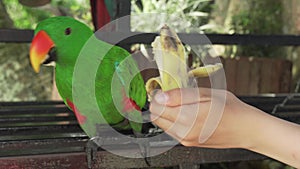 Eclectus parrot walks on bench stock footage video