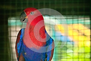 Eclectus parrot in the zoo