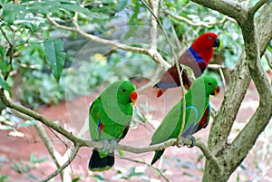 Eclectus parrots in Australia