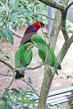 Eclectus parrots in Australia