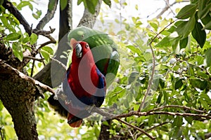 The eclectus parrots are mating