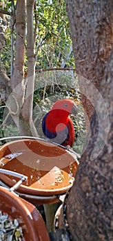 Eclectus polychloros (Red-sided Eclectus Parrot)
