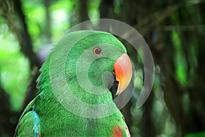 An Eclectus roratus polychloros