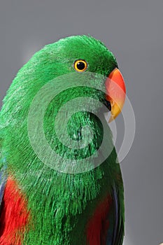 Eclectus roratus polychloros