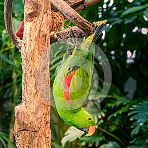 Eclectus roratus