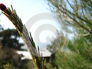 Eclipse of the sun . cloudy landscape