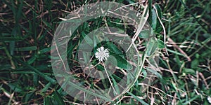 Eclipta alba