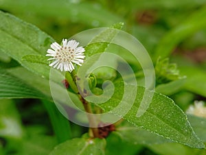 Eclipta alba aring flower, herbal grass