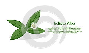 Eclipta Alba, Eclipta Prostrata or Bhringraj, also known as False Daisy is an effective herbal medicinal plant in Ayurvedic medici