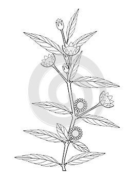 Eclipta Alba, Eclipta Prostrata or Bhringraj, also known as False Daisy is an effective herbal medicinal plant in Ayurvedic medici