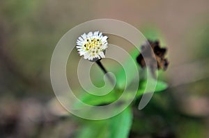 An Eclipta alba flower in the garden