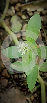 Eclipta Alba flower plant