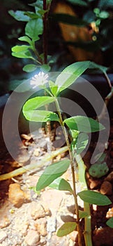 Eclipta Alba flower plant