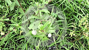 Eclipta alba (Urang-aring, false daisy, false daisy) with natural background