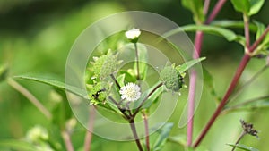 Eclipta alba (Urang-aring, false daisy, false daisy, yerba de tago, Karisalankanni, bhringraj)