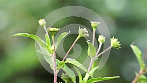 Eclipta alba (Urang-aring, false daisy, false daisy, yerba de tago, Karisalankanni, bhringraj)