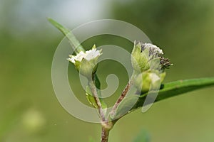 Eclipta alba (Urang-aring, false daisy, false daisy, yerba de tago, Karisalankanni, bhringraj)