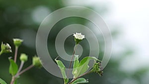 Eclipta alba (Urang-aring, false daisy, false daisy, yerba de tago, Karisalankanni, bhringraj)