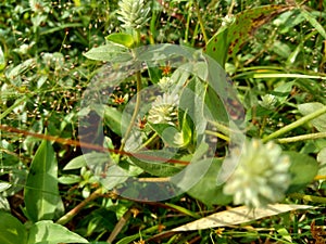 Eclipta alba Urang-aring, false daisy, false daisy, yerba de tago, Karisalankanni, bhringraj with natural background. this plant