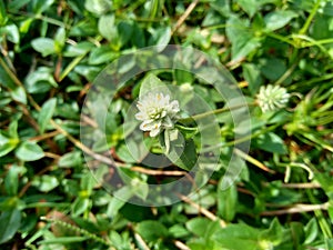 Eclipta alba Urang-aring, false daisy, false daisy, yerba de tago, Karisalankanni, bhringraj with natural background. this plant