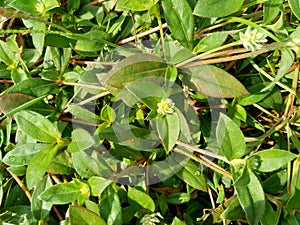 Eclipta alba Urang-aring, false daisy, false daisy, yerba de tago, Karisalankanni, bhringraj with natural background. this plant