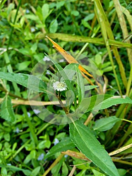 Eclipta alba Urang-aring, false daisy, false daisy, yerba de tago, Karisalankanni, bhringraj with natural background. this plant