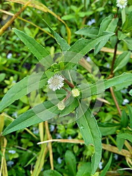 Eclipta alba Urang-aring, false daisy, false daisy, yerba de tago, Karisalankanni, bhringraj with natural background. this plant