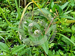 Eclipta alba Urang-aring, false daisy, false daisy, yerba de tago, Karisalankanni, bhringraj with natural background. this plant