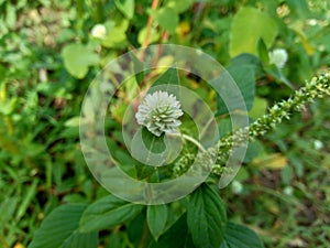 Eclipta alba Urang-aring, false daisy, false daisy, yerba de tago, Karisalankanni, bhringraj with natural background. this plant